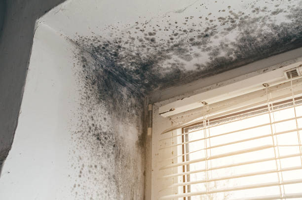 Affordable Mold Remediation solutions in Ward, CO