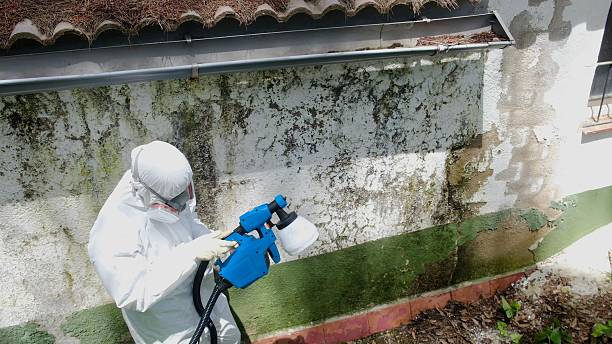 Top rated local Mold Remediation specialists in Ward, CO